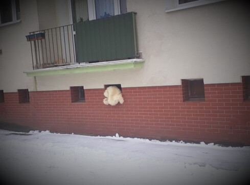 Pluszowy miś włamuje się do piwnicy?  - grafika