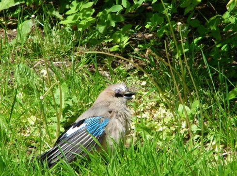 Sójka pozowała do obiektywu w Parku Miejskim  - grafika
