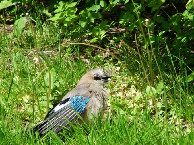 Sójka pozowała do obiektywu w Parku Miejskim  - grafika
