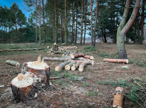 Zielona Dolina zielona tylko z nazwy? Trwa wycinka nad rzeką - ZDJĘC - grafika