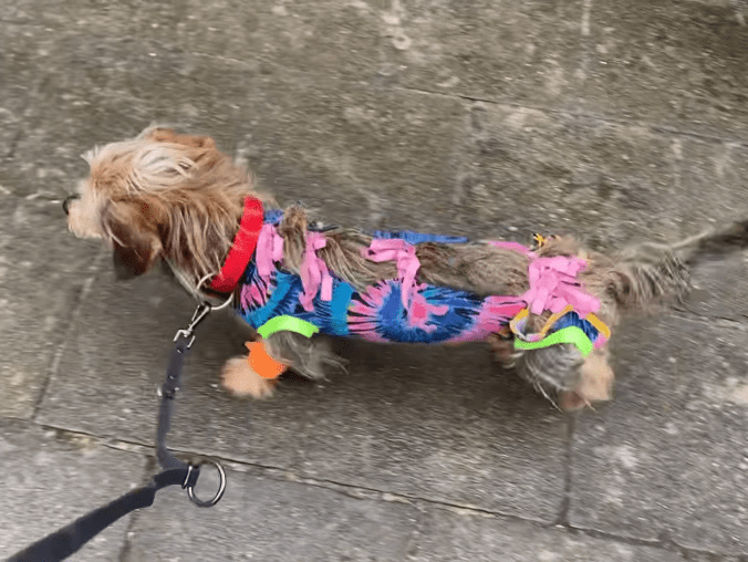 [AKTUALIZACJA] Zaginął pies po operacji. Suczka uciekła na Górnym  - grafika