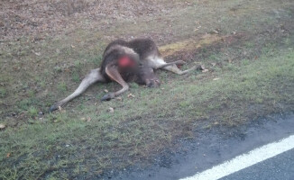 Wypadek na trasie Piła - Stara Łubianka