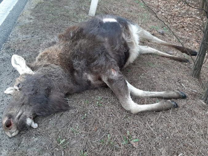 Śmiertelne potrącenie łosia na al. Poznańskiej w Pile - grafika