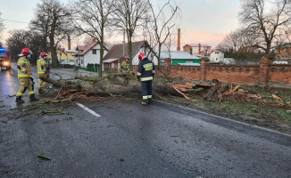 32-latek w szpitalu. Wjechał w drzewo - ZDJĘCIA 
