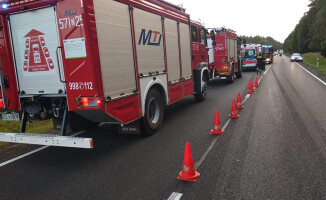 Żubr zginął pod kołami samochodu. Podążał za stadem samic