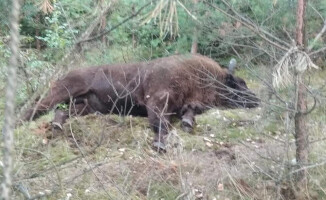 Żubr zginął pod kołami samochodu. Podążał za stadem samic