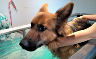 Suczka Klara potrzebuje endoprotezy biodra