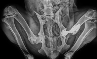 Suczka Klara potrzebuje endoprotezy biodra