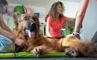 Suczka Klara potrzebuje endoprotezy biodra