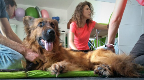 Suczka Klara potrzebuje endoprotezy biodra  - grafika