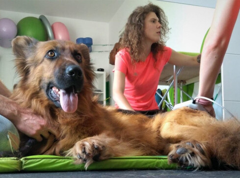 Suczka Klara potrzebuje endoprotezy biodra  - grafika