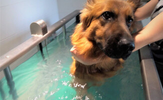 Suczka Klara potrzebuje endoprotezy biodra