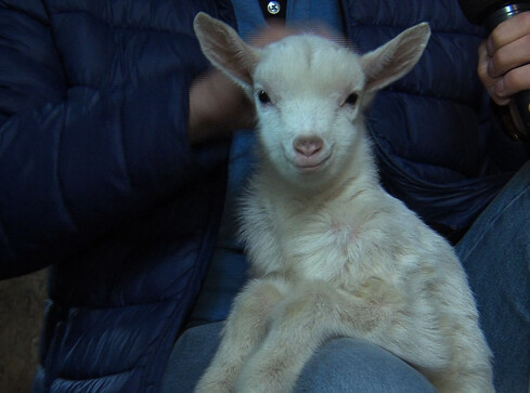 Masz butelkę? Oddaj... kozom  - grafika