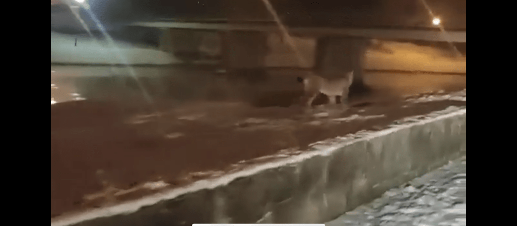 Ryś w Pile! Mamy film! 