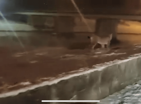 Ryś w Pile! Mamy film!  - grafika