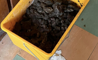40 żywych kotów i kilka martwych w urągających warunkach 