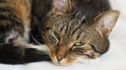 Czy można zapisać swój majątek psu lub kotu? - grafika