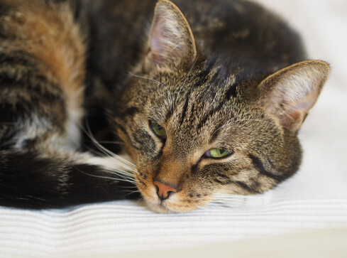 Czytelnik adoptował chorego kota. Schronisko nie pomogło w leczeniu  - grafika