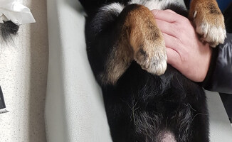 Suczka Lili szuka domu. Jest zaszczepiona i wysterylizowana 