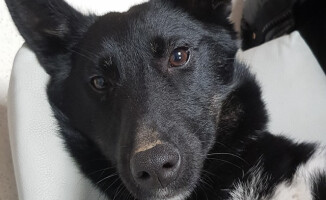 Suczka Lili szuka domu. Jest zaszczepiona i wysterylizowana 
