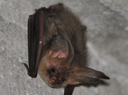 Nietoperze zamieszkały w... piwnicy - grafika