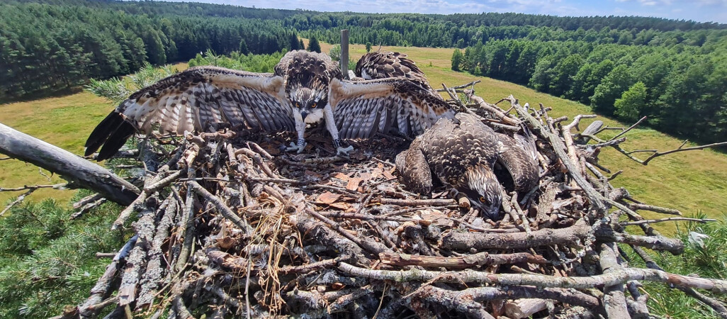 Rybołowy z Nadleśnictwa Krzyż