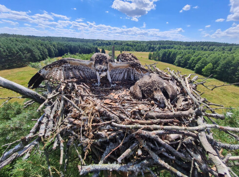 Rybołowy z Nadleśnictwa Krzyż - grafika