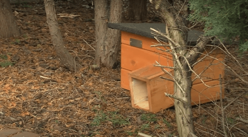 Postawili domki dla kotów i dla jeży - grafika