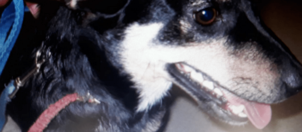 Znęcała się nad psem. Trafiła do aresztu. 