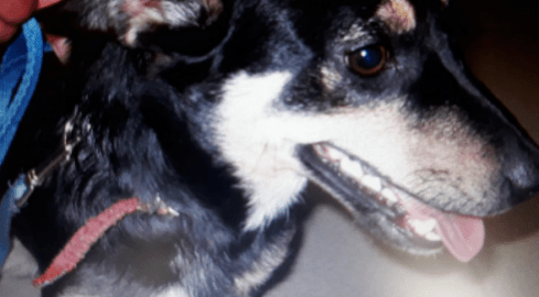 Znęcała się nad psem. Trafiła do aresztu.  - grafika