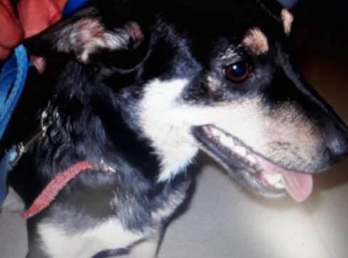 Znęcała się nad psem. Trafiła do aresztu.  - grafika