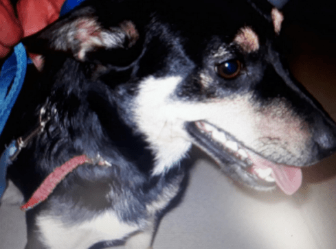 Znęcała się nad psem. Trafiła do aresztu.  - grafika