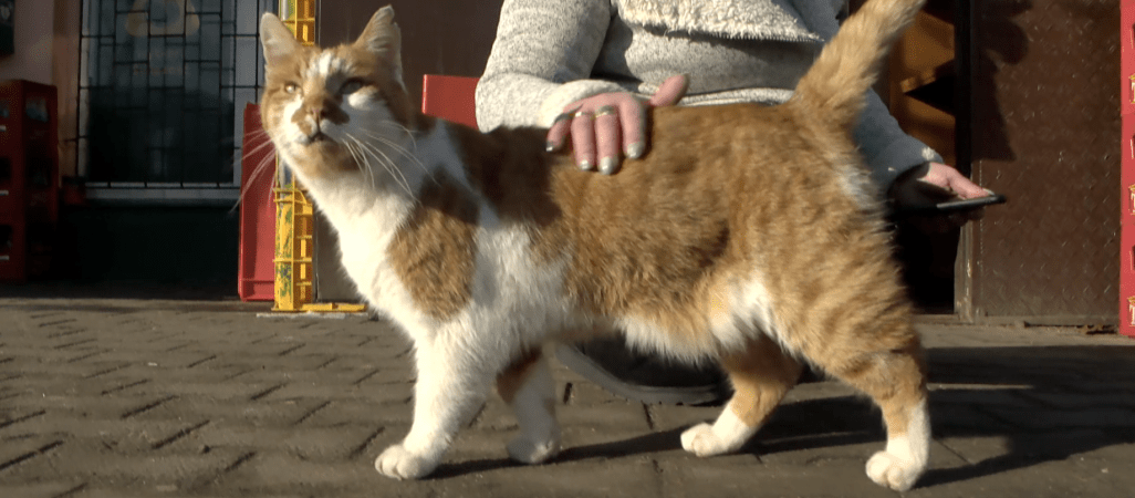 Ktoś strzela do kotów w Pile