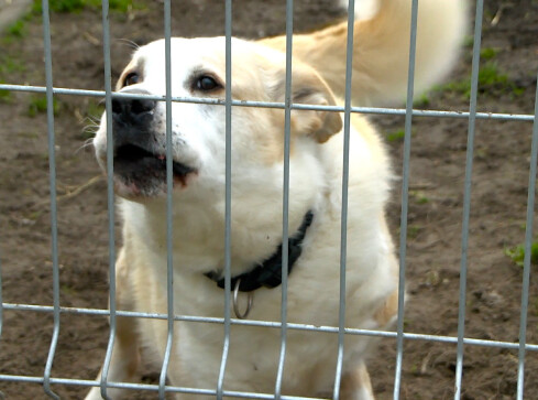 Więcej pieniędzy na pilskie schronisko  - grafika