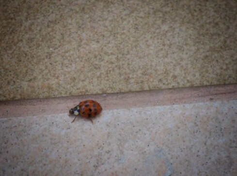 Azjatyckie biedronki w natarciu - grafika