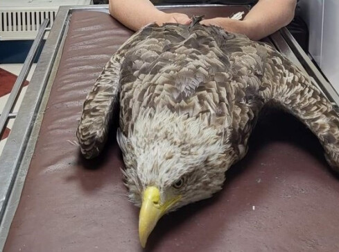 Leśnicy uratowali bielika. Ptak miał uraz kręgosłupa  - grafika