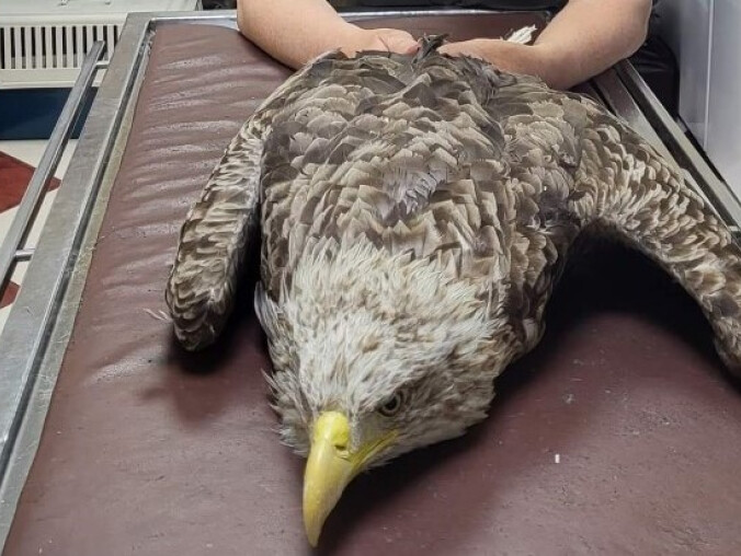 Leśnicy uratowali bielika. Ptak miał uraz kręgosłupa  - grafika