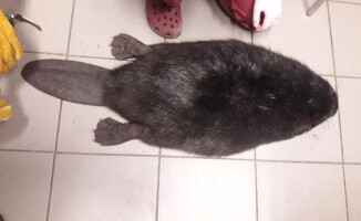 Bóbr zablokował dziś drogę w Pile - AKTUALIZACJA