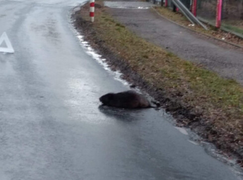 Bóbr zablokował dziś drogę w Pile - AKTUALIZACJA  - grafika