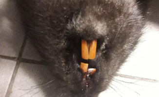 Bóbr zablokował dziś drogę w Pile - AKTUALIZACJA