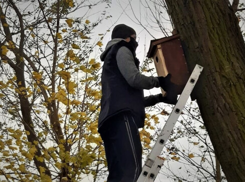 Zamontowali 40 budek dla ptaków  - grafika