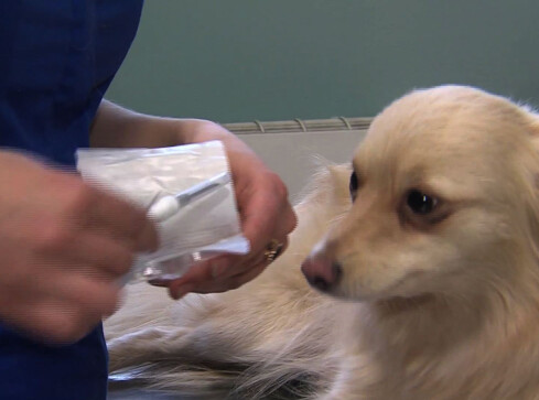 Darmowe czipowanie oraz dopłaty do kastracji i sterylizacji zwierząt - grafika