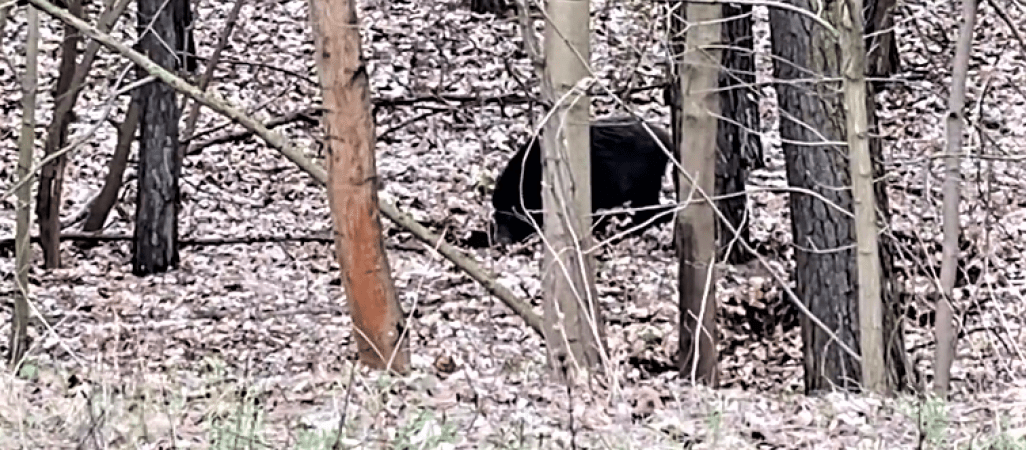 Dziki nie dają się wygonić z miasta? [VIDEO]