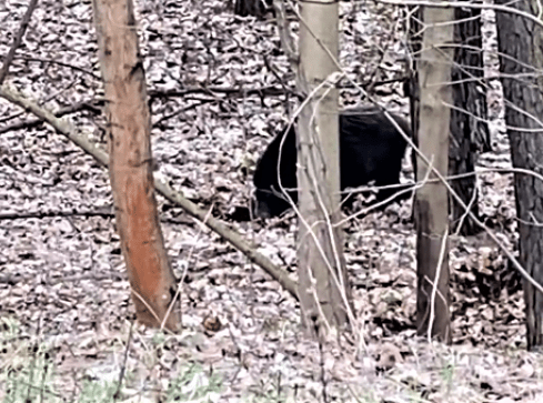 Dziki nie dają się wygonić z miasta? [VIDEO] - grafika