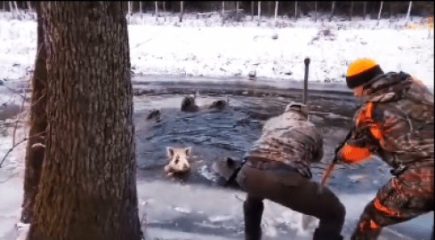 Uratowali rodzinę dzików. Pod zwierzętami załamał się lód - VID - grafika
