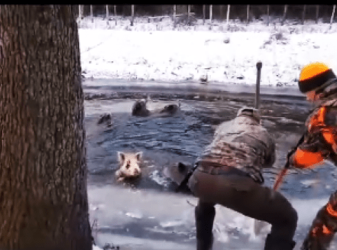 Uratowali rodzinę dzików. Pod zwierzętami załamał się lód - VID - grafika