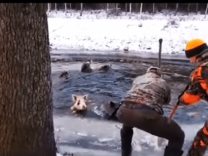 Uratowali rodzinę dzików. Pod zwierzętami załamał się lód - VID - grafika
