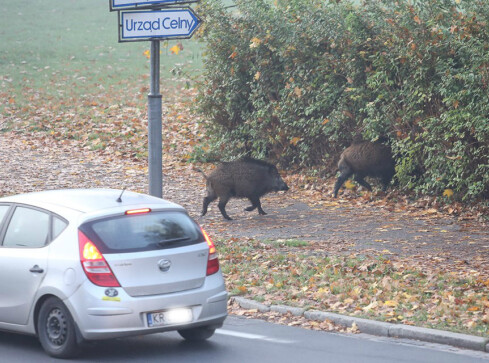 Spacer dzików ulicami Piły [GALERIA I VIDEO] - grafika