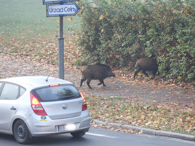 Spacer dzików ulicami Piły [GALERIA I VIDEO] - grafika