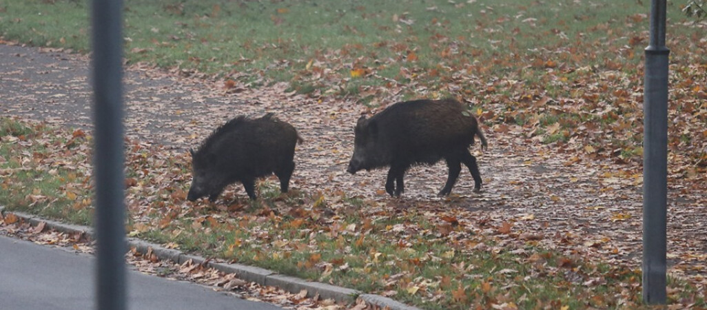 Ścieżka dla...dzików?